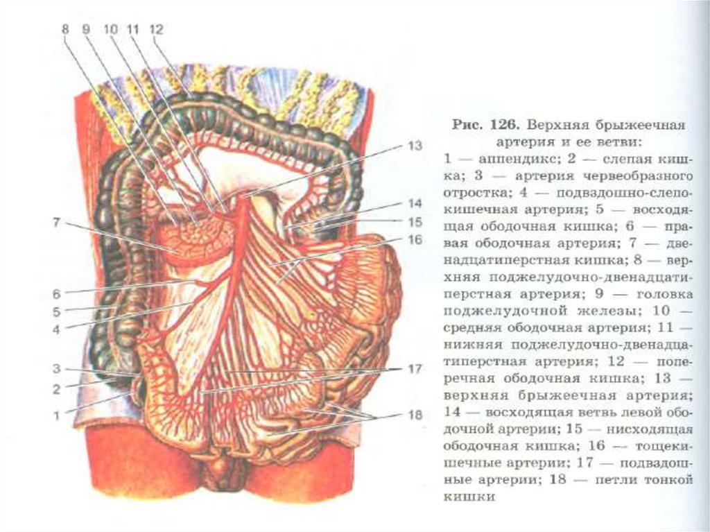 Брыжеечная артерия