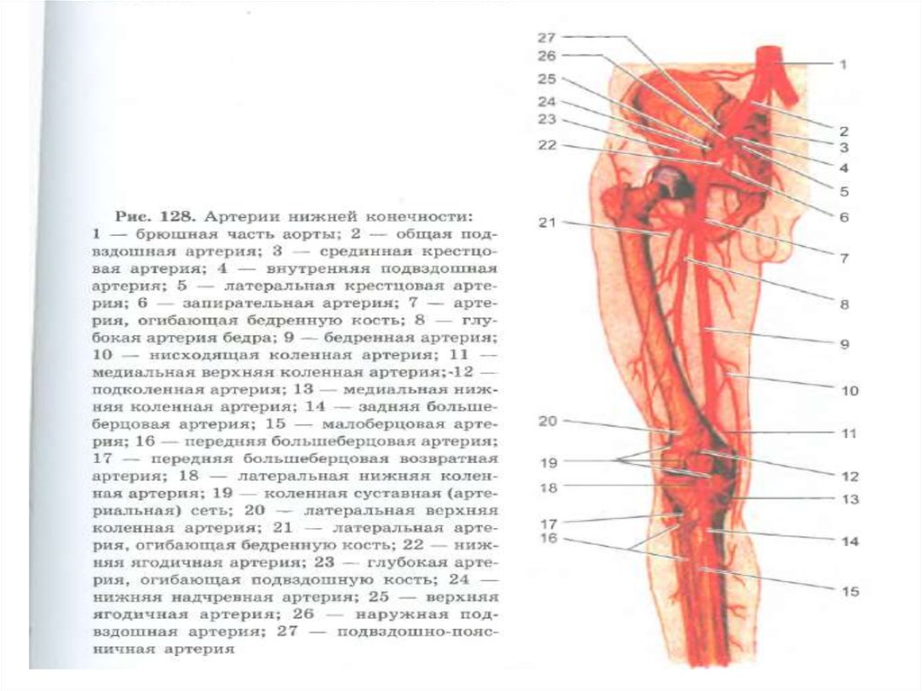 Ветви бедренной артерии схема