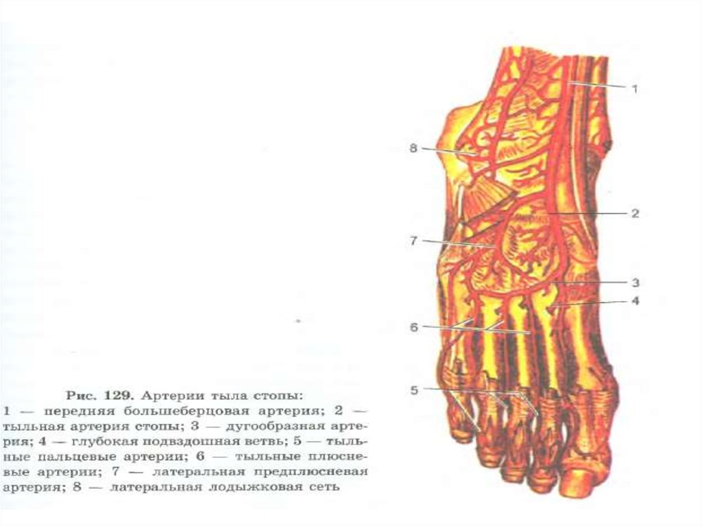 Основные артерии стопы. Артерии стопы анатомия.