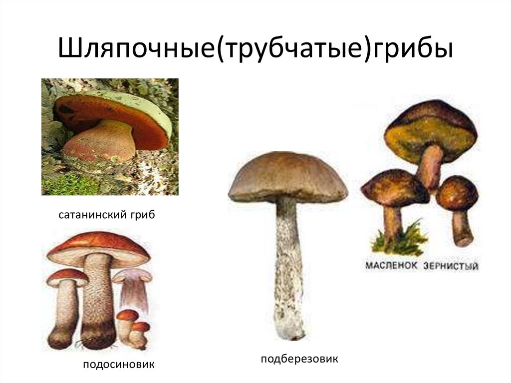 Подосиновик относится к шляпочным грибам. Шляпочные грибы трубчатые и пластинчатые. Шляпочный гриб трубчатый или пластинчатый. Шляпочные пластинчатые грибы съедобные. Подберёзовик трубчатый или пластинчатый гриб.