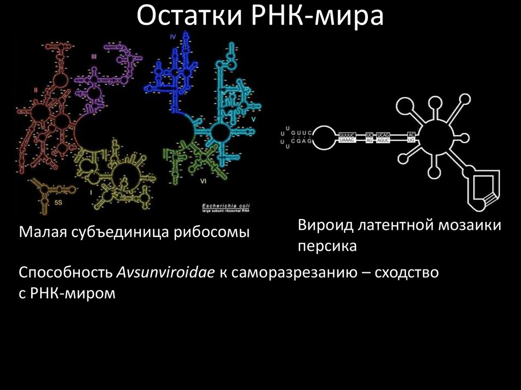 Каталитическая рнк. Мир РНК гипотеза. Эволюция РНК. Вселенная РНК.