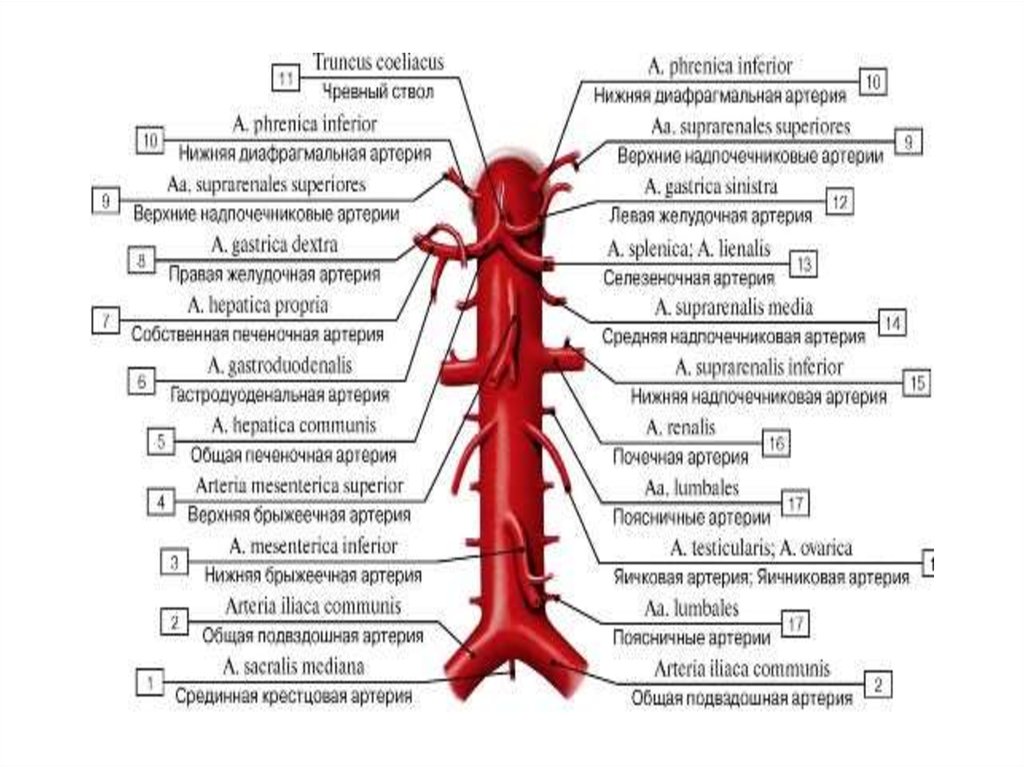 Какую функцию выполняет артерия в процессе кровообращения