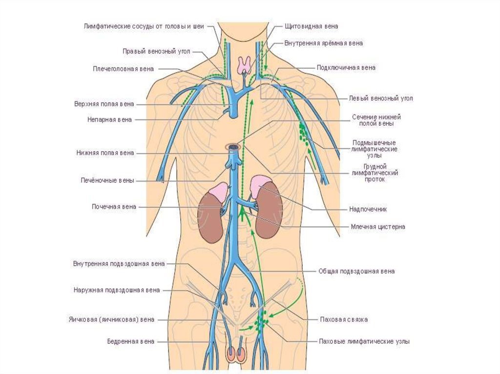 Центральное венозное. Венозная система человека схема. Верхняя полая Вена анатомия схема. Вены схема анатомия. Венозная система человека анатомия схема расположения.