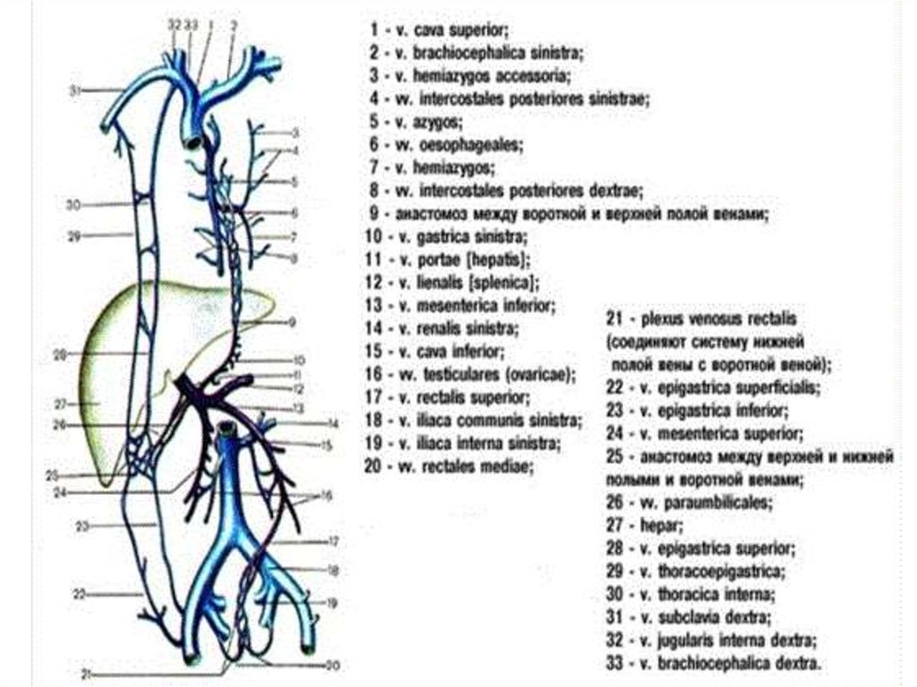 Система верхней полой вены правая половина. Верхняя полая Вена анатомия схема. Верхняя и нижняя полая Вена анатомия. Система верхних и нижних полых вен анатомия. Верхняя полая Вена схема с обозначениями.