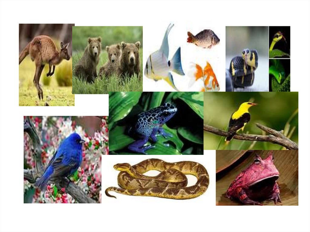В животном царстве существует несколько веществ. В царстве животных. Разнообразие царства животных. Животный мир биология. Биология тема животные.