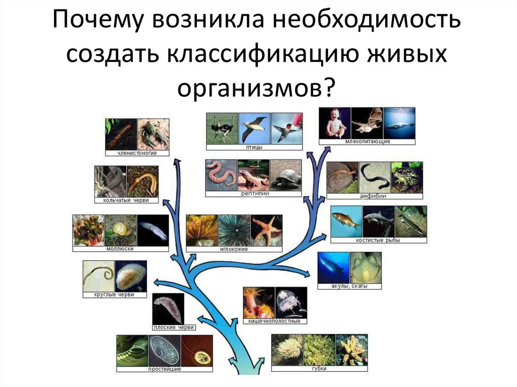 Презентация разнообразие организмов и их классификация. Многообразие органического мира классификация организмов. Многообразие организмов на земле это. Система живого мира. Классификация живых организмов презентация.