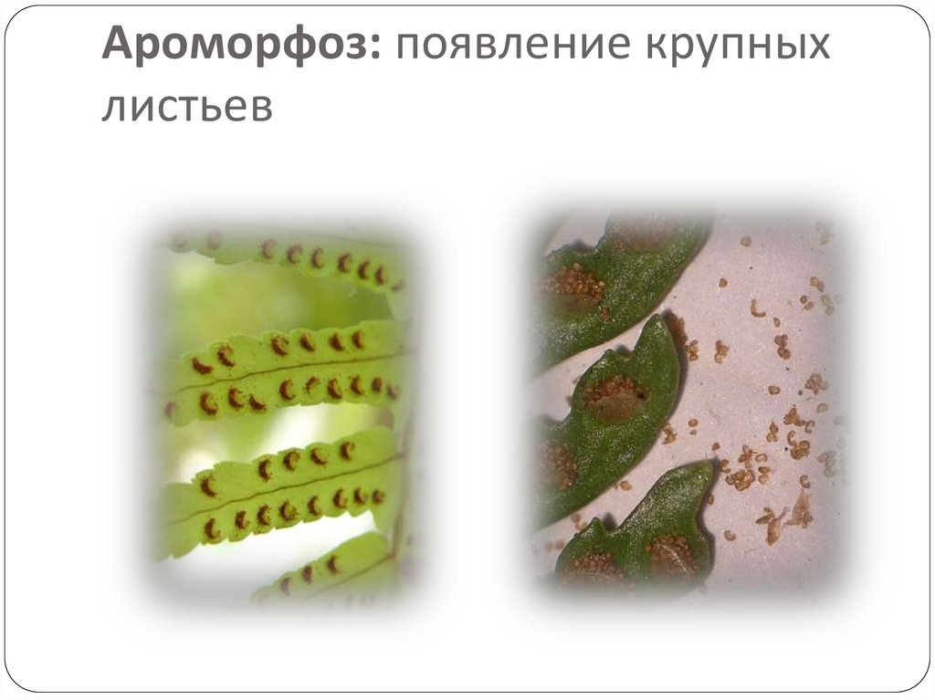 Ароморфоз: появление крупных листьев