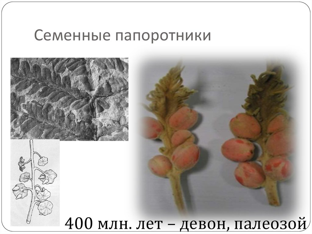 На рисунке изображен медуллоза ноэ семенной папоротник вымершее около 270 млн лет