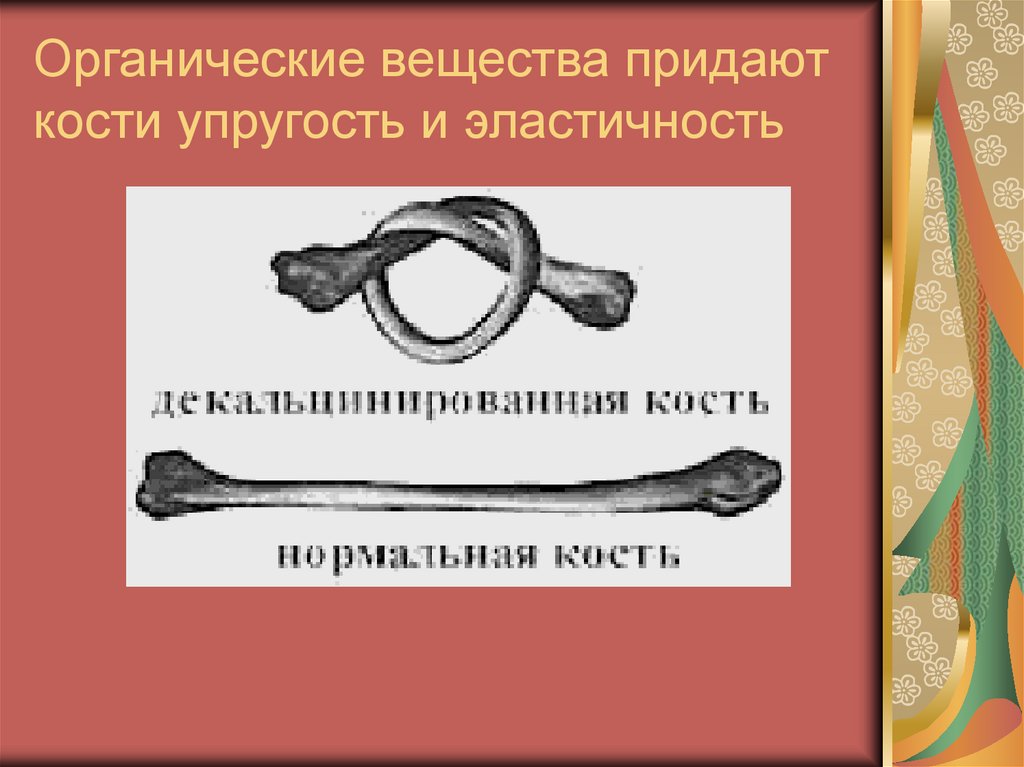 Какие химические соединения придают костям твердость