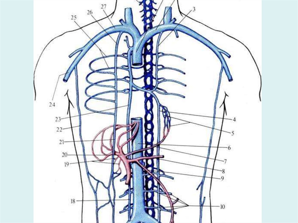 Полунепарная Вена топография. Верхняя полая Вена топография. Топография плечеголовной вены. Непарная Вена анатомия.