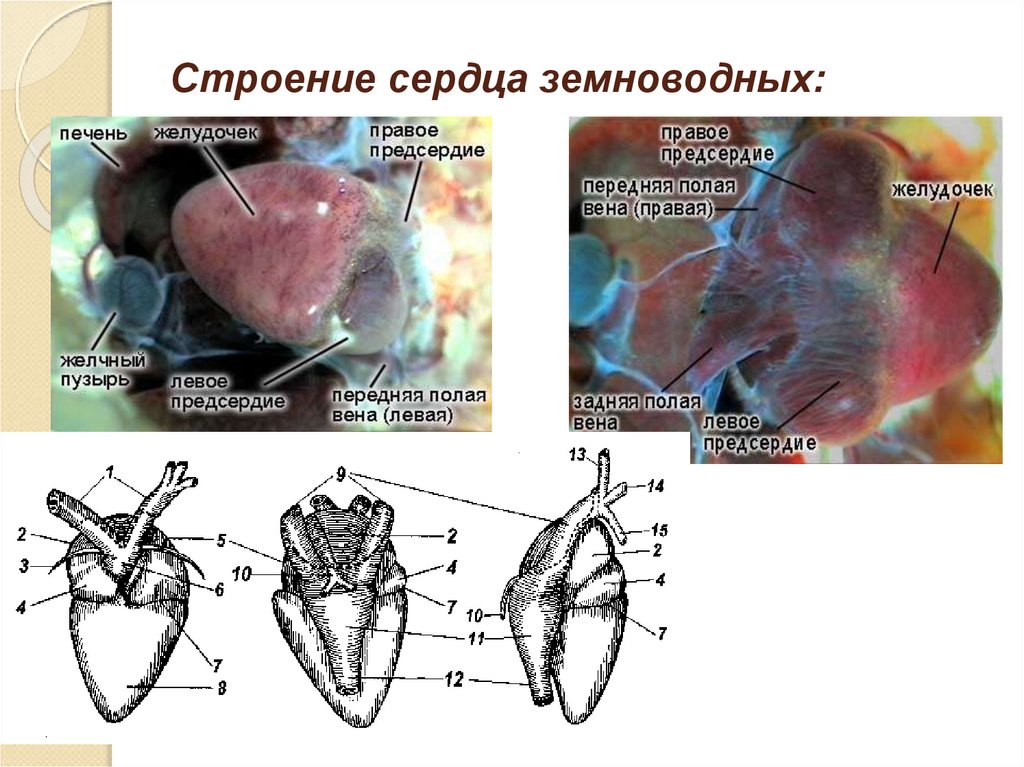 Неполная перегородка в сердце у земноводных