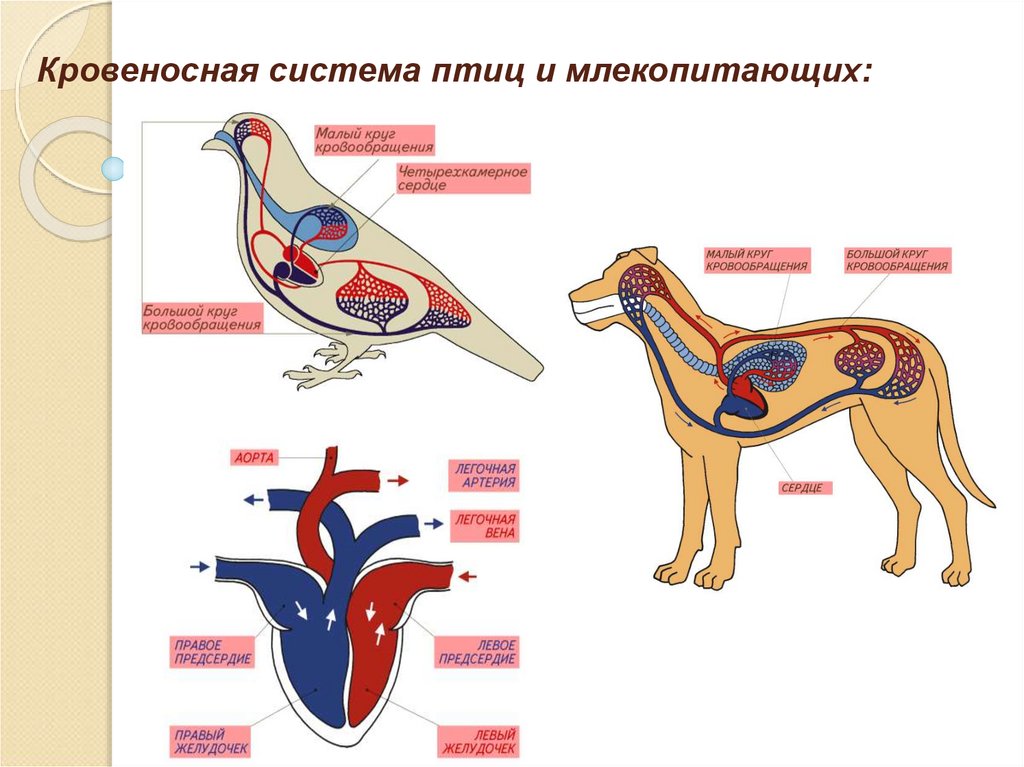 Органы кровообращения у птиц. Строение кровеносной системы млекопитающих 7 класс. Схема строения сердца и кровеносной системы млекопитающих. Кровеносная система млекопитающих схема круги кровообращения. Строение кровеносной системы собаки схема.