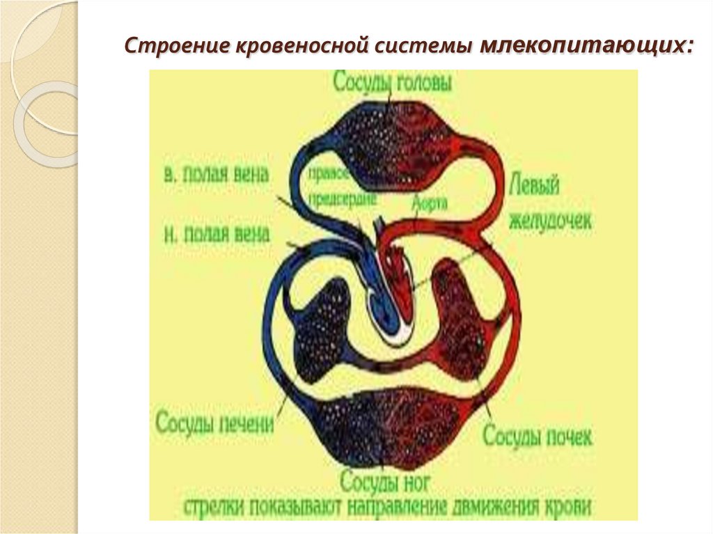 Большой круг кровообращения млекопитающих начинается