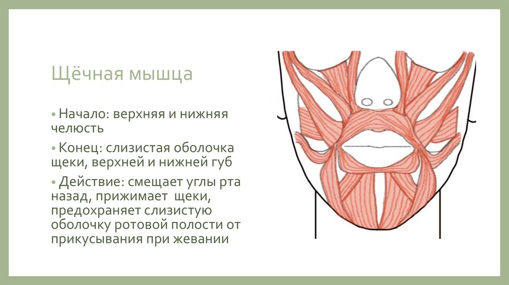 Губы мышцы рта. Щечная мышца прикрепление. Круговая мышца рта начало прикрепление и функции.