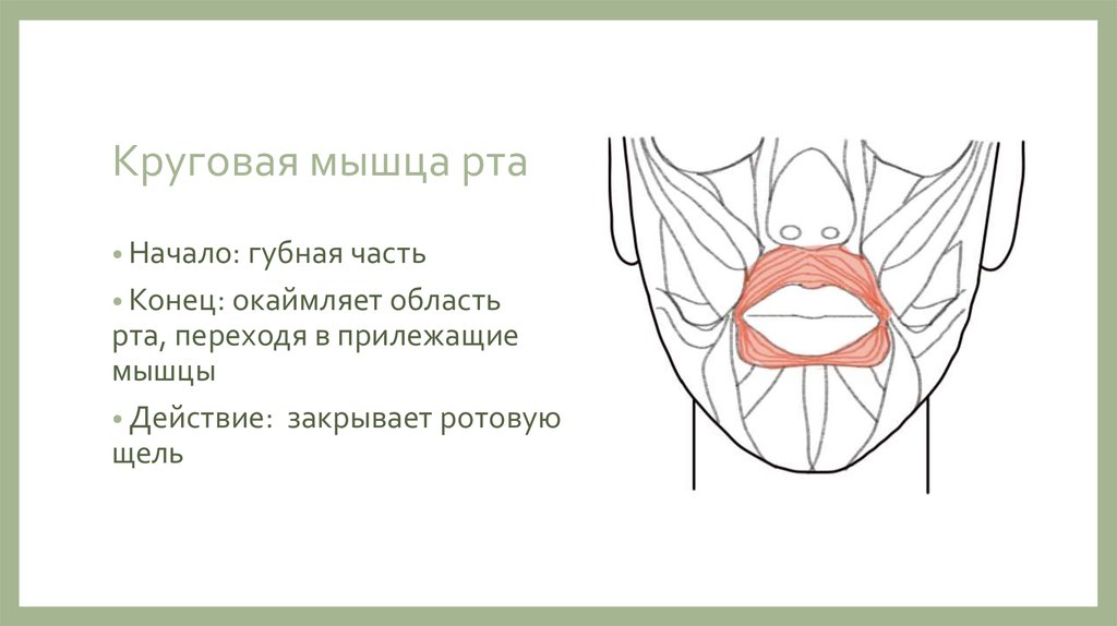 Губы мышцы рта