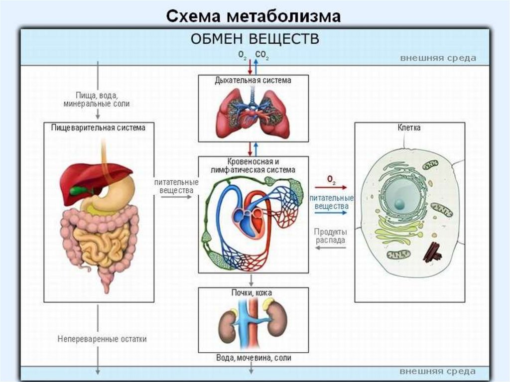 Схема обмена энергии в организме