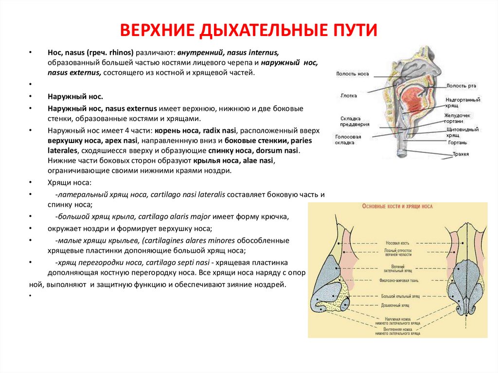 Верхние дыхательные пути это. Верхние дыхательные пути животных. Верхние дыхательные пути животного. Исследование верхних дыхательных путей у животных. Верхние дыхательные пути собаки.