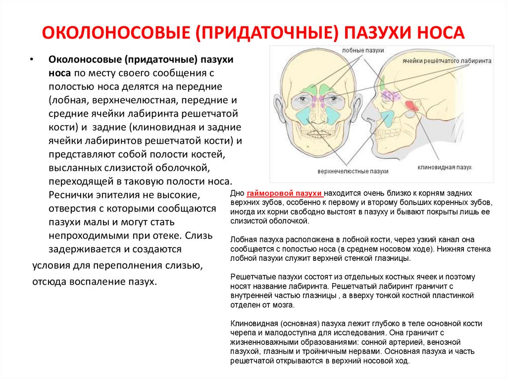 Придаточные пазухи носа