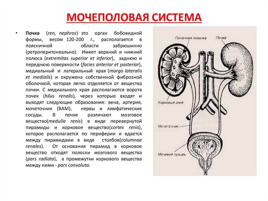 Мочевые органы мужчины. Лимфоидный аппарат мочевой системы. Схема мочеполовой системы. Мочеполовая система анатомия. Схема мочевыделительной системы.