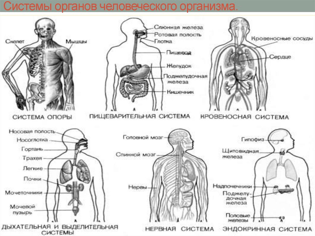 Взаимосвязь систем органов в организме человека. Системы органов человека человека. Перечислить основные системы органов человека. Системы организма человека(строение и функции). Взаимосвязь систем органов человека схема.