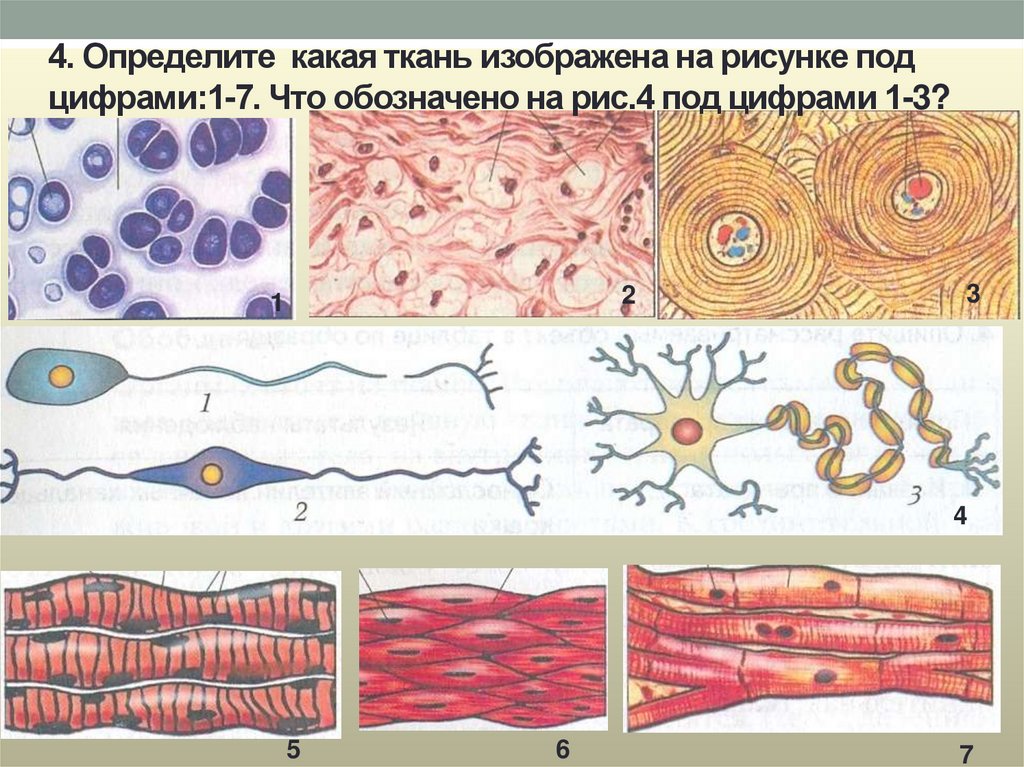 Назовите изображенные на рисунке ткани. Ткани человека. Виды тканей человека. Ткани анатомия. Ткани человека анатомия.
