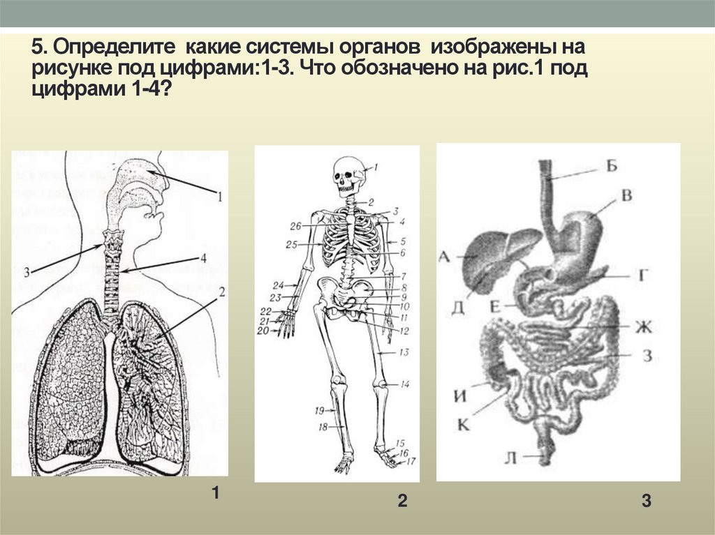 Изображения систем органов человека. Системы органов. Рисунки Системов оргонов. Системы органов человека рисунок. Систера органов.