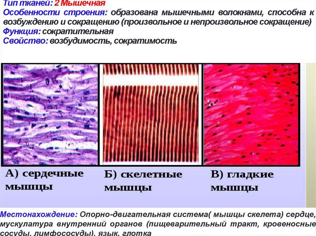 Как называется клетка мышечной ткани. Строение мышечной ткани. Мышечная ткань структура строения. Типы мышечной ткани характеристика. Строение и виды мышечной ткани.