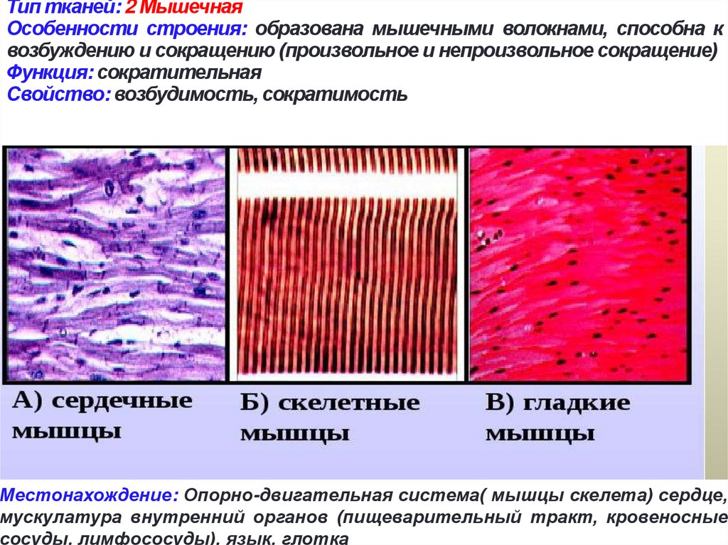 Особенности типов тканей. Строение поперечно полосатой мышечной ткани таблица. Скелетная мышечная ткань строение и функции. Отличительные свойства мышечной ткани. Ткани животных таблица мышечная ткань.