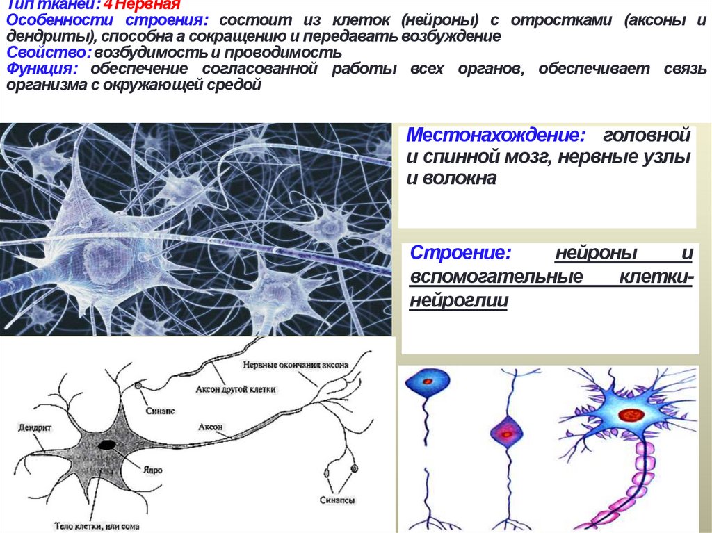 Нервные клетки какие свойства