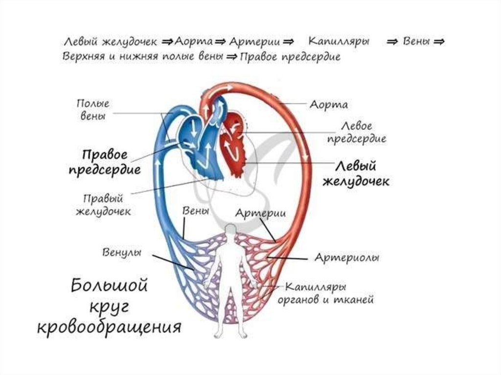 Артерии бкк схема