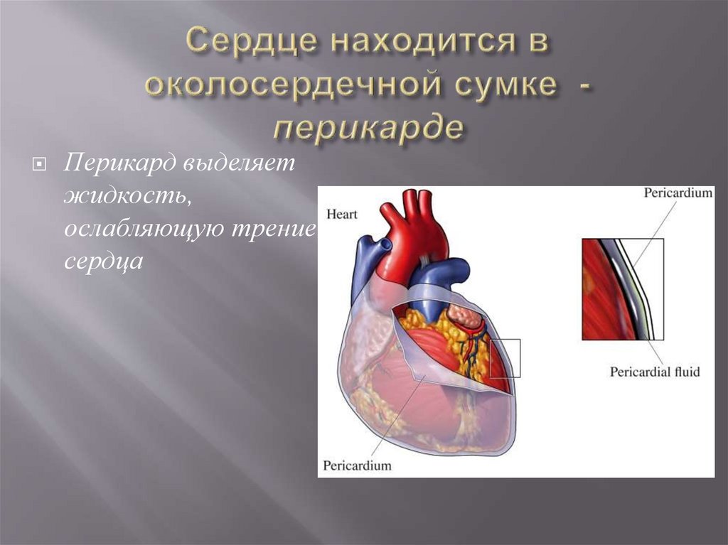 3 околосердечная сумка. Околосердечная сумка сердца. Перикард (околосердечная сумка). Сердце находится в околосердечной сумке. Функции перикарда сердца.