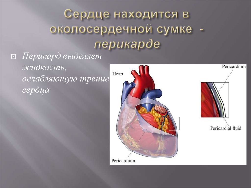 Околосердечная сумка. Околосердечная сумка сердца. Сердце располагается в околосердечной сумке. Околосердечная сумка образована. Функции перикарда сердца.