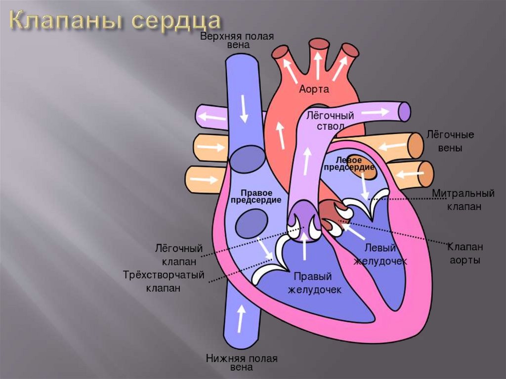 Насколько сердце. Клапаны сердца анатомия. Строение клапанов сердца. Как называются клапаны сердца. Клапаны сердца анатомия схема.