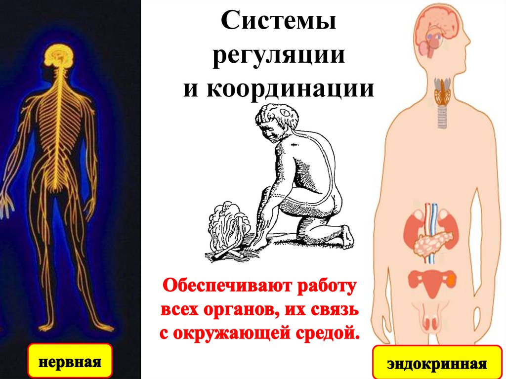 Органы регуляцией человека. Координация и регуляция организма это. Координация и регуляция 6 класс. Регуляторная система организма. Координация и регуляция у животных.