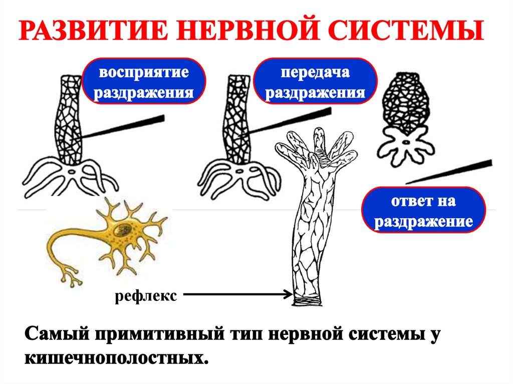 Координация и регуляция жизнедеятельности. Координация и регуляция. Типы нервной системы биология. Нервная система сетчатого типа. Презентация на тему координация и регуляция 6 класс.