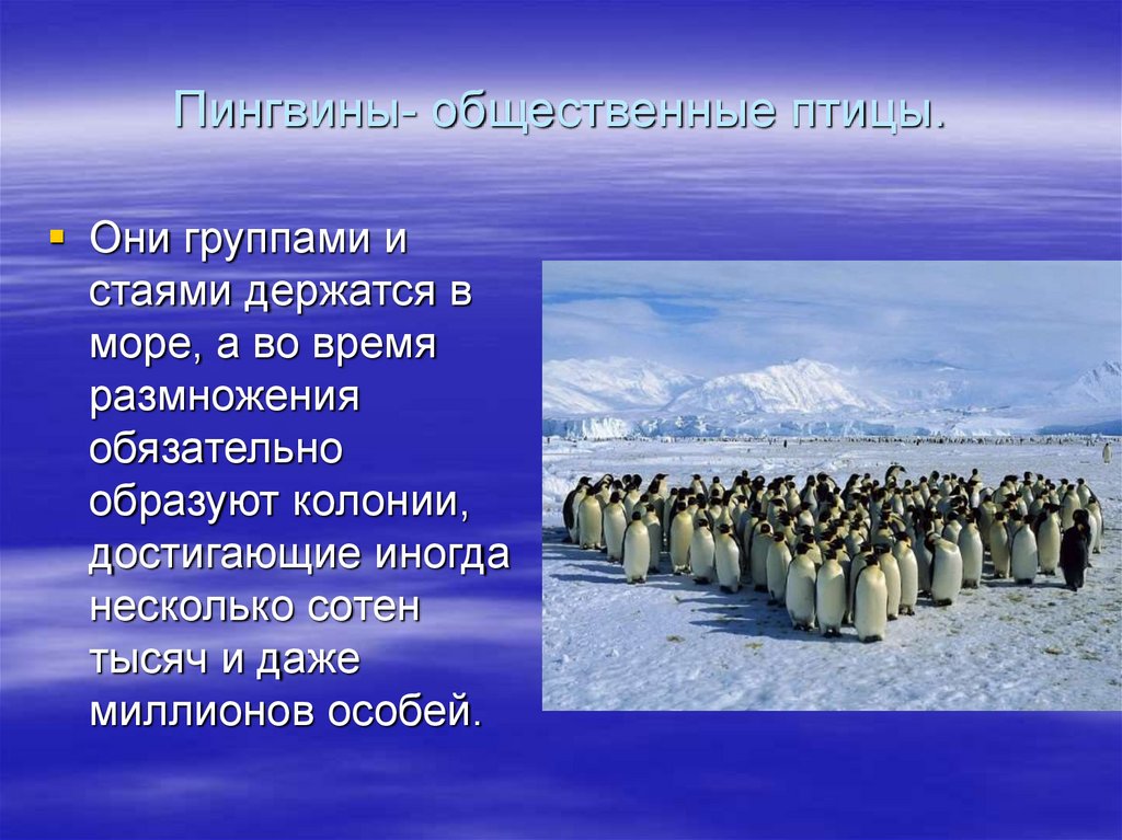 Презентация про пингвинов биология 7 класс