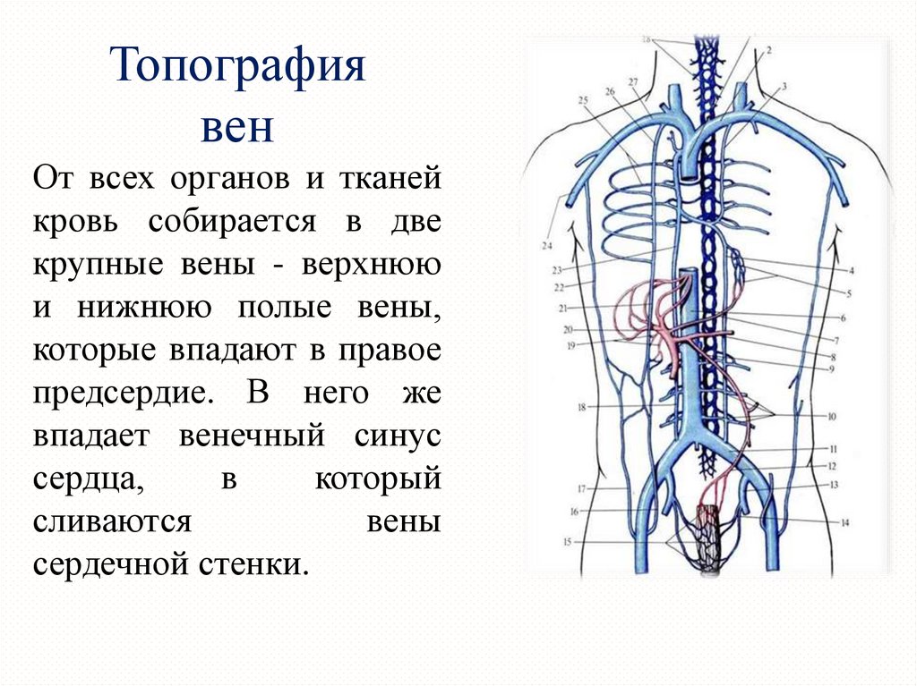 Нижняя полая вена в какой полости. Венозная система нижняя полая Вена. Нижняя полая Вена топография анатомия. Венозная система, система нижней полой вены анатомия. Верхняя полая Вена топография притоки.