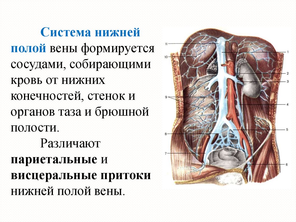 Нижняя полая вена образуется. Нижняя полая Вена анатомия притоки. Нижняя полая Вена анатомия. Анатомия нижней полой вены. Нижние полые вены анатомия.