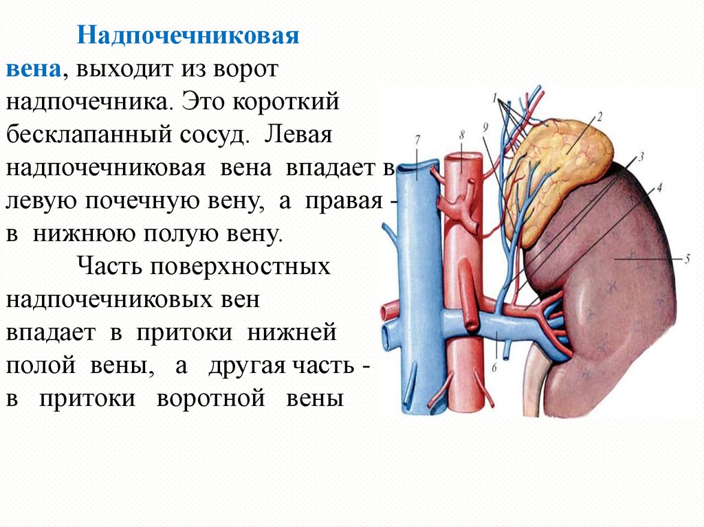 Почечные артерии и вены. Левая надпочечная Вена впадает. Средняя надпочечниковая артерия (a. suprarenalis Media). Венозный отток почки анатомия. Левая почечная Вена анатомия.