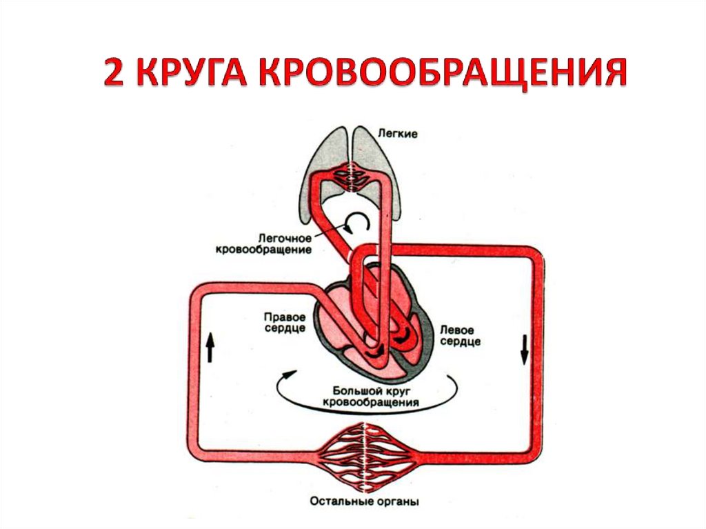 Легочный круг кровообращения