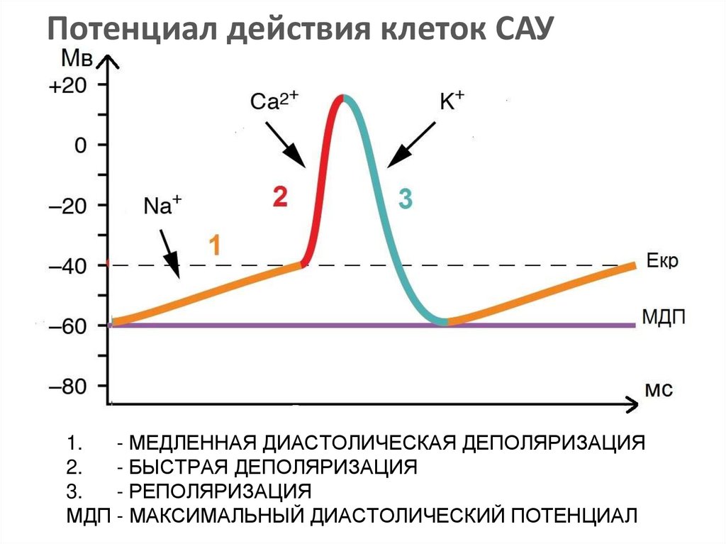 Роль потенциала действия