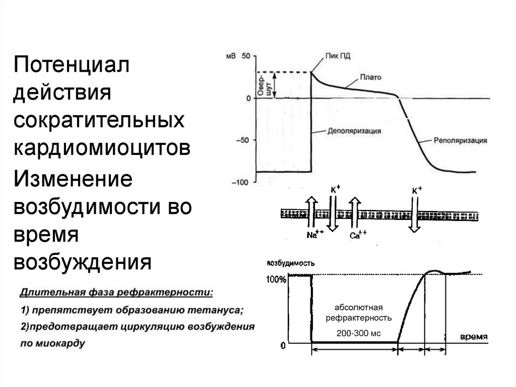 Фазы потенциала действия рабочего кардиомиоцита