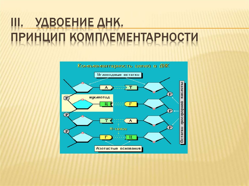 2 цепь днк по принципу комплементарности