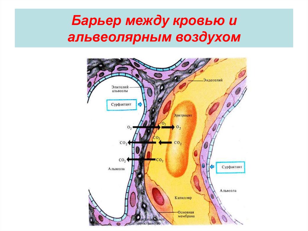 Обмен газов между альвеолярным воздухом и кровью. Аэрогематический барьер гистология. Аэрогематический барьер строение. Аэрогематический барьер схема. Структуры аэрогематического барьера.
