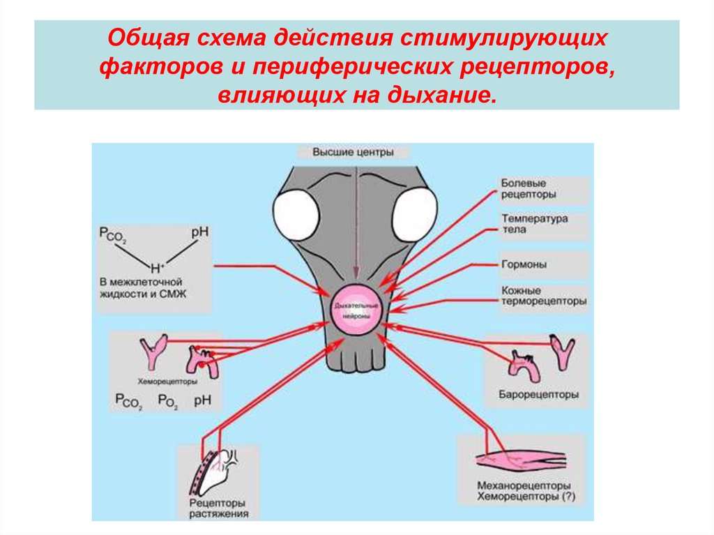 Факторы дыхания. Рецепторы схема. Факторы влияния на дыхательную систему. Периферические рецепторы. Механорецепторы дыхательной системы.