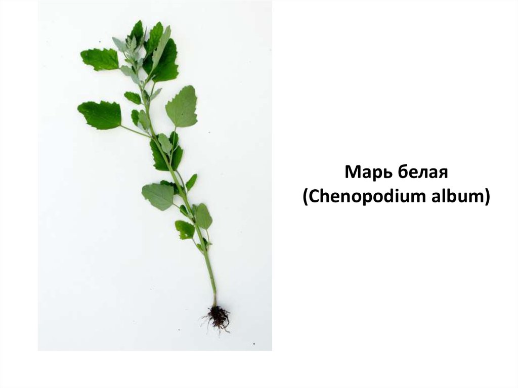 Однолетние сорняки. Марь белая (Chenopodium album). Мари белой (Chenopodium album). Однолетние сорные растения. Chenopodium album гербарий.