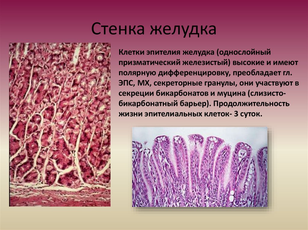 Барьер слизистая оболочка. Железистые клетки гистология. Однослойный призматический железистый эпителий желудка. Слизистая оболочка желудка гистология. Однослойный призматический железистый эпителий желудка гистология.