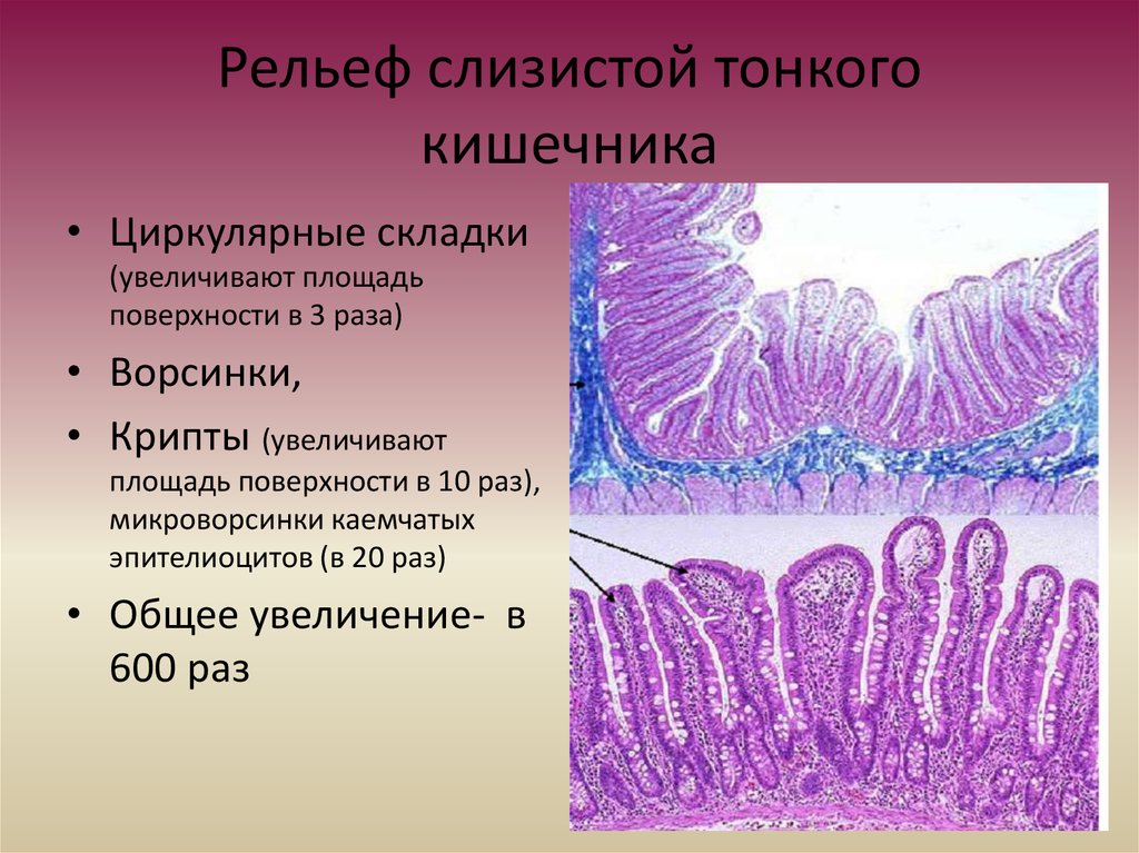 Строение ворсинок слизистой оболочки. Микроворсинки клетки гистология. Стенка толстой кишки гистология. Тонкая кишка гистология. Тонкая и толстая кишка гистология.