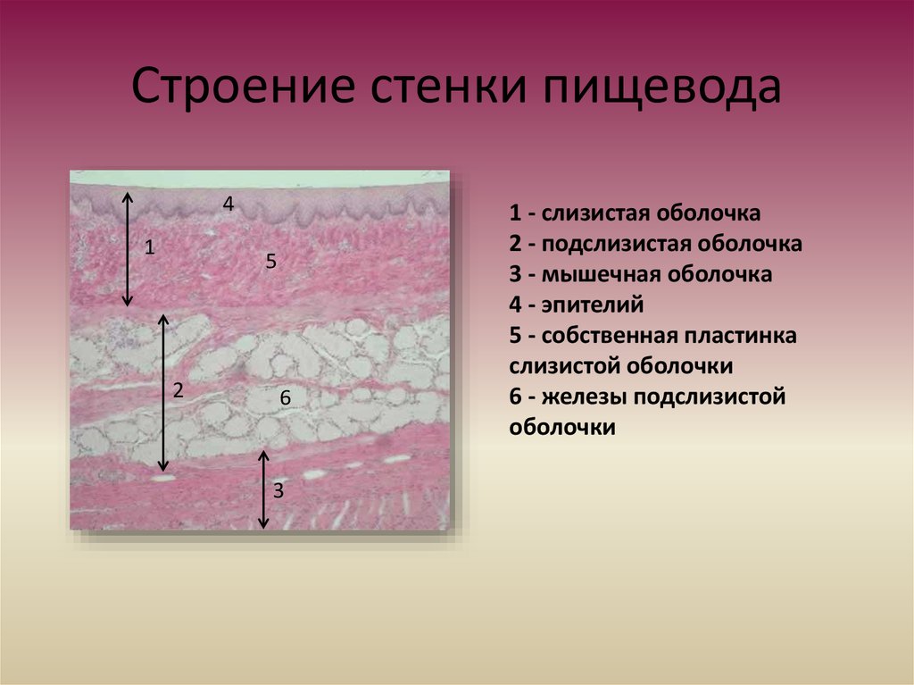 Мышечная стенка пищевода. Гистологическое строение пищевода. Эпителий пищевода гистология.