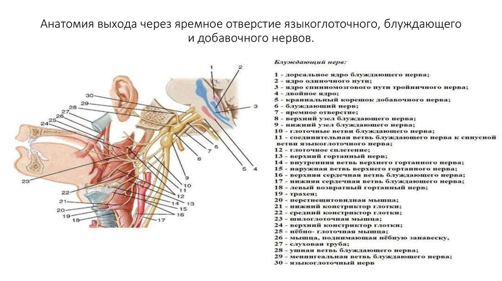 Неприятный нерв. Подъязычный нерв, блуждающий нерв. Языкоглоточный нерв. Анатомия неврология. Ход языкоглоточного нерва схема. Волокна языкоглоточный нерв анатомия.
